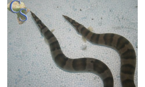 Mastacembelus ellipsifer